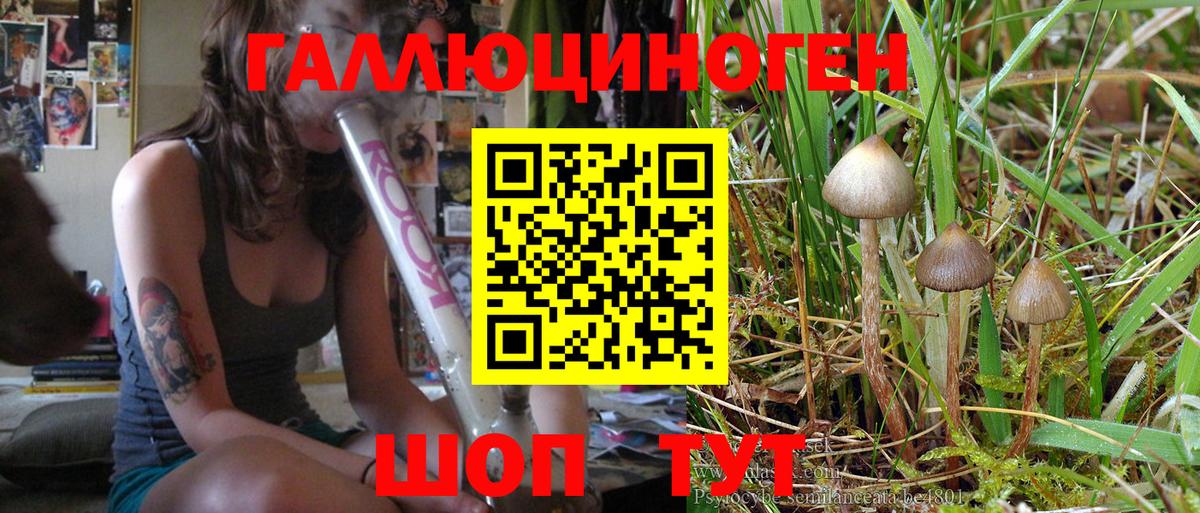 Псилоцибиновые грибы GOLDEN TEACHER Будённовск